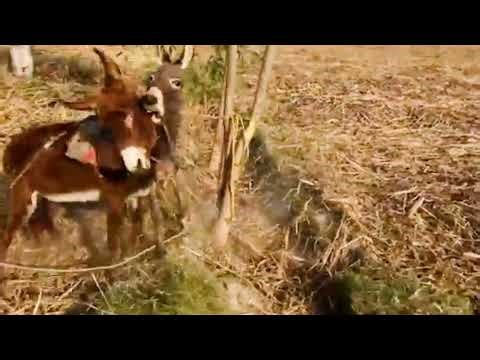 “The Truth About Donkey Reproduction – Educational Video”