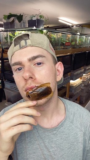 Have you ever seen such a large cockroach ? 😃 | Giant Animals