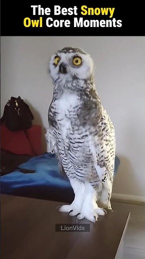 The Best Snowy Owl Core Moments #99nightintheforest #birds #shorts