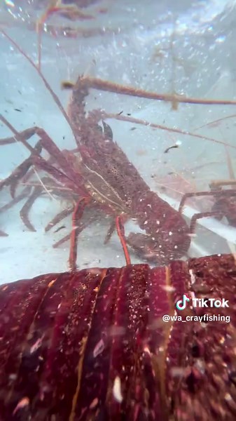 🦞 #crayfish #westernaustralia #wa #crayfishing #fishing #lobster #cray #ocean #craypot #underwater