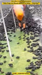 141K views · 699 reactions | _Why Frogs Are Worth Millions in China – Find Out #why #frogs #farming #in #china #facebookreelsviral #shortsreels #viralreelfacebook | Mystery Facts | Facebook