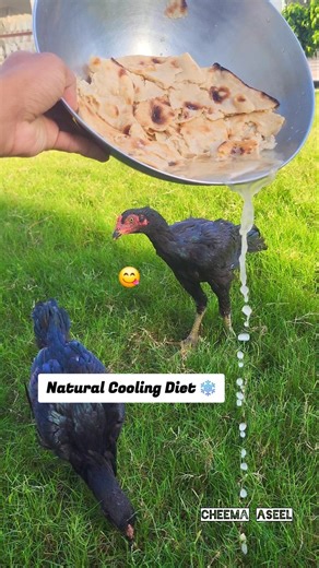 Cooling Diet for Aseel Roosters 🐓💧 | Soaked Roti Benefits #shorts