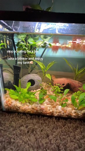 Enjoy Your Betta Fish Tank: A Relaxing Checkpoint