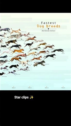 dog fastest bread 🐕‍🦺 ! star clips ✨
