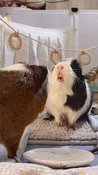 Crunch time 🐾🐹 #guineapigs #asmr