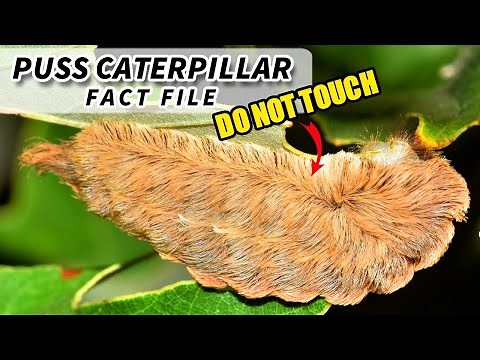 Puss Caterpillar Facts: aka FLANNEL MOTH facts 🦋 Animal Fact Files