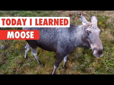 Today I Learned: Moose