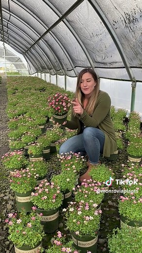 Discover Touran™ Pink Saxifrage for Your Spring Garden