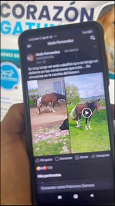 ¡Hola a todos! Quiero compartir con ustedes el caso de la Yegua Valiente, una historia que nos llena de esperanza y nos recuerda la importancia de nuestro trabajo. Ella representa a muchos otros peluditos que dependen de nuestra Fundación para tener una vida digna y feliz.Nuestra labor es posible gracias a personas generosas como tú, que comprenden la importancia de ayudar a los más vulnerables, incluidos aquellos de cuatro patas. Sin el apoyo de nuestra comunidad, sería imposible seguir adelant