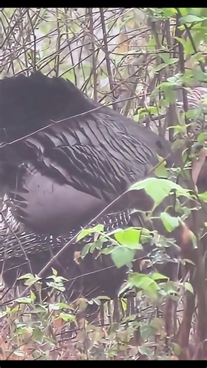 When the Decoy Actually Works! gobbler down #turkeyhunting #archery #bowhunting #gobblerhunting