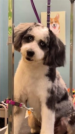 She thought it was a dog, but its eyes looked human 😮