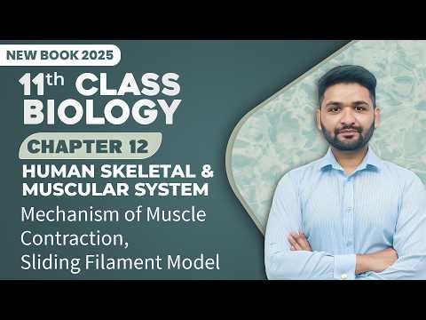 11th Class Biology Chapter 12 | Mechanism of Muscle Contraction, Sliding Filaments Model | Book 2025