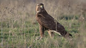 Common buzzard (Buteo buteo) bird of prey standing on an autumn meadow at soft afternoon light.