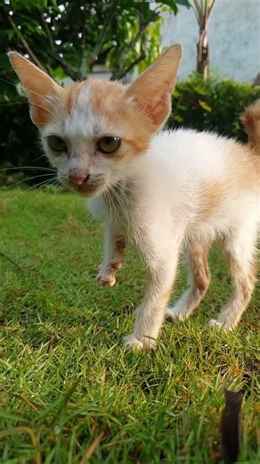 Sad Meow… Alone #cat #cutecat #kucing