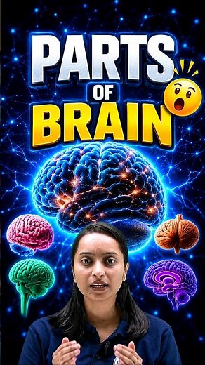 Learn Brain Parts Quickly | Biology Basics