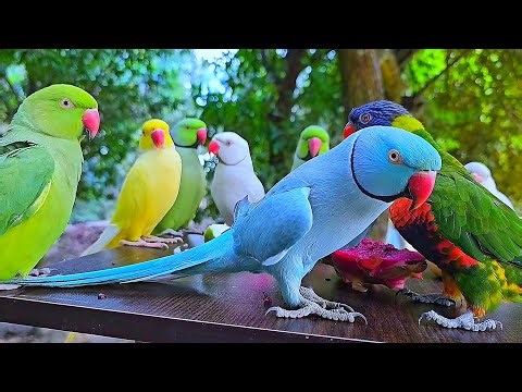 Mithu Tota Ki Awaaz