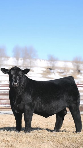 ▪️▪️FIRST collection sells TONIGHT! ▪️▪️ STYLES RESET Amendment x SAV Stardum AAA *21115386 https://www.sconlinesales.com/Bids/AuctionsListing/42126 A bull we all have driven a million miles looking for and finally found. A difference maker to generate elite seed stock and show cattle that is outcrossed all across his pedigree. Phenotypically he has huge perfect feet, with an incredibly athletic and flexible structure, maintains balance with a high tying, cocky look, yet has the rib shape, sprea