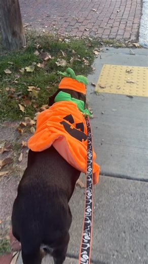 Burt had to be in costume to get treats! 🎃 Not really, we hit up this treat box almost every day on our afternoon walk. If Burt ever goes missing, I’m sure he’ll make a B line straight there! Have you ever seen a free little treat box like this? Thank you @mandus.little.library for making our neighborhood so magical! #olderlabs #halloweendog #pumpkincostume #dogsofpittsburgh | Wear Wag Repeat