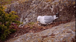 Mew gull with chicks nesting, on one of the around 30.000 islands and inlets that form the Stockholm archipelago, in Sweden.