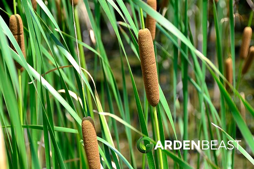 Typha Latifolia Guide: How to Grow & Care for “Common Cattail”