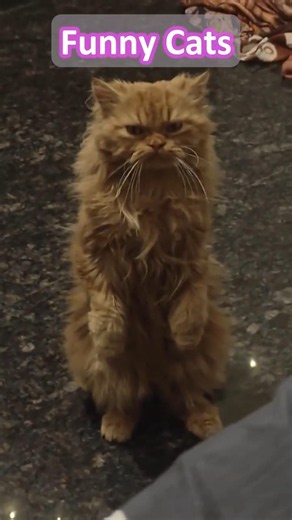 Very Funny Cats! 🤣 #cat #funny