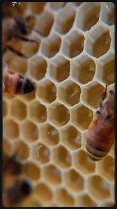 108K views · 5.4K reactions | Olvídate de las medicinas: El poder secreto de la miel que la ciencia oculta. #MielMedicina #TesoroParaElAlma #PoderesOcultos #RemedioNatural #Superalimento | Apibees シ | Facebook