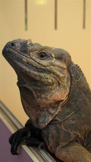 Songpa vivarium& reptile shop THE DEN/ 서울 송파 비바리움& 파충류샵 더덴
