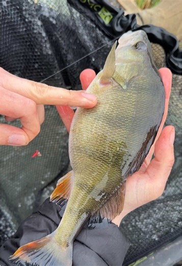 How to Catch Mighty Perch: Tips and Tactics