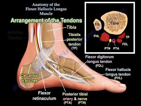 Anatomy Of The Flexor Hallucis Longus Muscle - Everything You Need To Know - Dr. Nabil Ebraheim