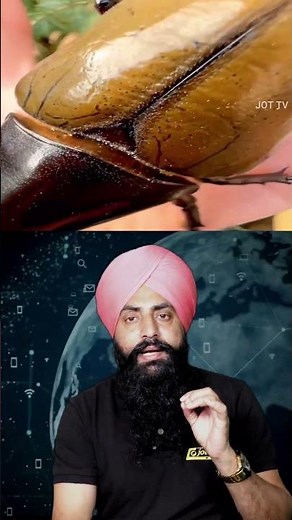 The Stag Beetle: The Most Expensive Insect in the World? #StagBeetle #InsectCollecting #facts