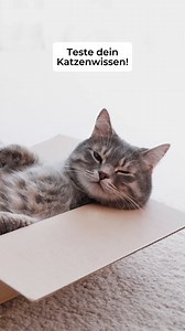 Wie gut kennst du dich wirklich mit Katzen aus? Mach mit bei unserem Quiz und finde heraus, ob du ein echter Katzenkenner bist! 🧐💡 Wie viele richtige Antworten hattest du? Schreib es in die Kommentare! 🐾 #catsbest #katzenstreu #katzenwissen #quiztime #quiz | Cat's Best