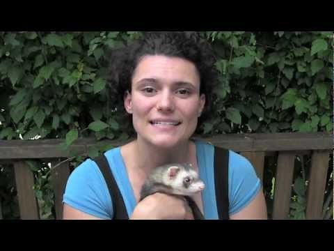 How to tame a ferret - www.Ferret-World.com
