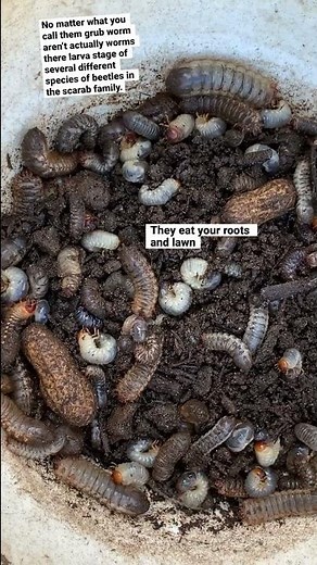 Garden Pest Control 🪲Getting Rid Of Grub Worms! All Four Species #pestcontrol #gardening #garden