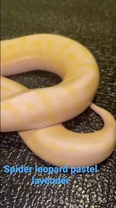 Spider leopard pastel lavender ball python