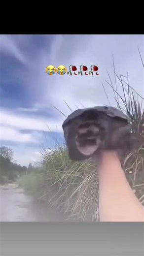 Snapping turtles are known for their bold and defensive behaviour 🐢 They are highly territorial and prefer to rely on intimidation rather than retreat. When they feel threatened, especially on land, they may hiss, lunge, or snap to protect themselves and their space. In the water, they are calmer and confident, but their strong awareness of territory and powerful jaws make them animals that demand respect. #snappingturtle #flying #intheair #turtlememe #funnyturtle