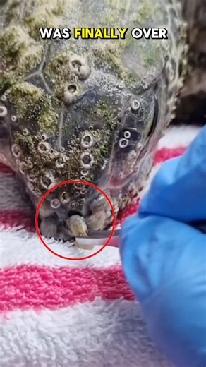 You wouldn’t believe what crawled into this turtles nostril 🐢#turtle #animalshorts