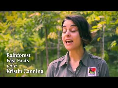 Rainforest Fast Facts – Restoring the Daintree