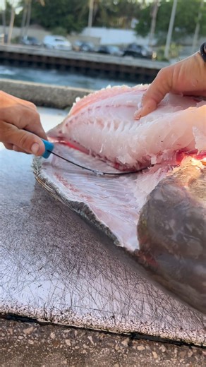 144K views · 4.4K reactions | Girl Fillets MONSTER Mutton Snapper! | Darcizzle Offshore | Facebook