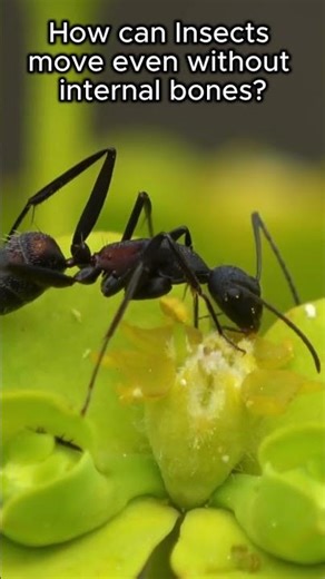 Do you know how insects move even without internal bones? #insects #bug #facts