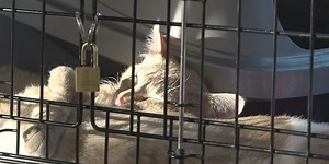 Luverne ACE Hardware helping cats get adopted in their store