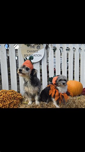 Some of our adorable Chance Foundation dogs are getting ready for halloween! As much as they would love a bag full of sweets and treats they told us they would much rather find a family to love them as one of their own! Contact us at 540-788-3559 if you see anyone you may be interested in. Every one of these dogs is good with people/dogs and fully vetted. Featured include Bones, Bruno, Max, Tinker, Loretta, Dolly and Daisy #thechancefoundation #countryclubkennels #rescuedogs #AdoptDontShop #dogl