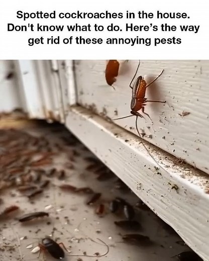 16K views · 4 comments | Say goodbye to cockroaches for good | Easy craft | Facebook
