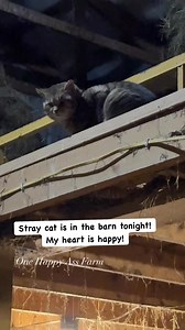 You have no idea how much better I will sleep tonight! #reels #onehappyassfarm #cat #rescue | One Happy Ass Farm