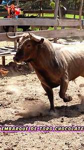 🐂 Así es embarque del toro bravo Chocolate 💥 GN DOÑA TEO🔥 Poder, bravura y tradición taurina en su máxima expresión 🇵🇪💪 #ToroBravo 🐃 #Chocolate 💥 #FiestaTaurina 🎉 #TradiciónPeruana 🇵🇪 #CulturaVivaPerú ✨ #TorosDelPerú #EmbarqueDeToros #PasiónTaurina #Ayacucho2025 #FilmacionesÉxtasisTaurino 🎥 | Extasis Taurino