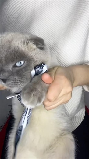 Pascal #usa #cat #kitten #catdance #shorts