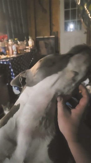 a distinguished gentleman