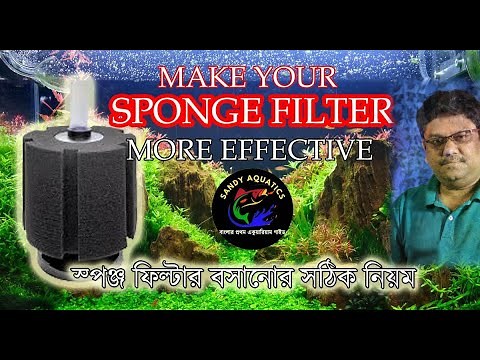 REVOLUTIONARY Sponge Filter Method Changes Aquarium Care Forever