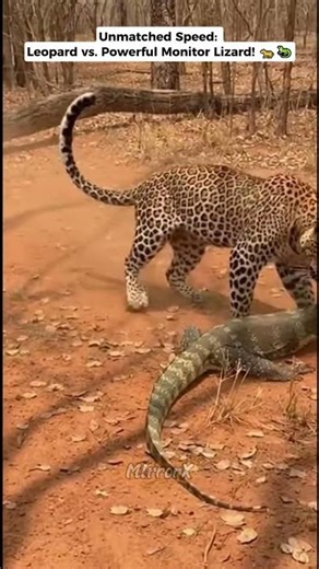 Leopard Hunts Giant Monitor Lizard! 🐆💥