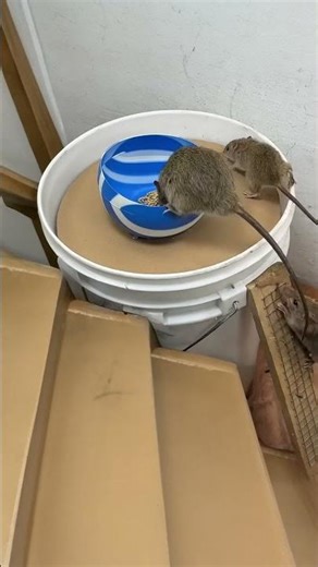 Shocking! Rice bait too strong, mice can’t resist now? #catandmouse #funny #trending