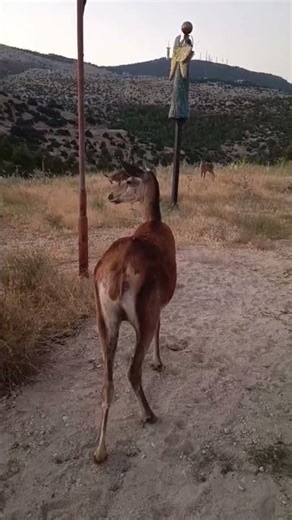 🦌Κοπαδι από κόκκινα ελαφια στην Πάρνηθα! #reddeer #deer #parnitha #wildanimals #ζώα